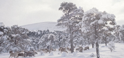 Как поехать в Лапландию всей семьей и ничего за это не заплатить