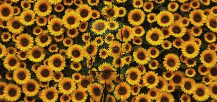 Лю Болин проведет в «Эрарте» мастер-класс по маскировке