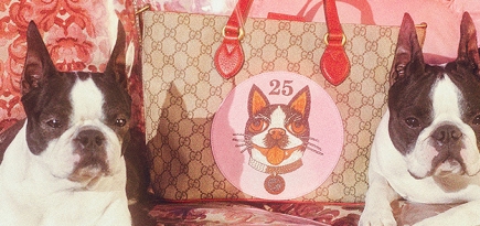 Gucci выпустил капсульную коллекцию с чихуахуа и бостон-терьерами