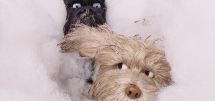 VSCO выпустила фильтры по мотивам «Острова собак» Уэса Андерсона