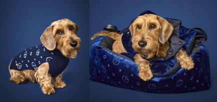 Giorgio Armani представил капсульную коллекцию для собак