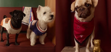 Питомник Little Beast и НБА выпустили совместную коллекцию одежды для животных