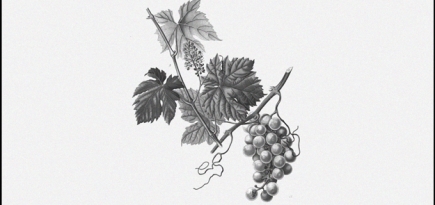 Парфюмерные ноты, которые опьяняют и способны затуманить разум