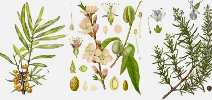 7 любимых растений Weleda и их полезные свойства