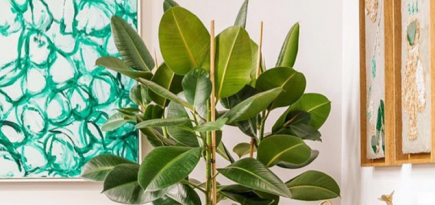 Зеленый лучший друг: как правильно подбирать растения в дом и кто вам в этом поможет, если вы новичок