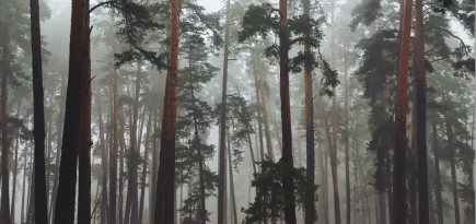 Эксперты оценили российские леса дороже нефти