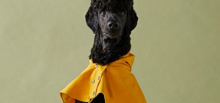 PittiPets: 5 брендов одежды и аксессуаров для пёсиков с выставки Pitti Uomo