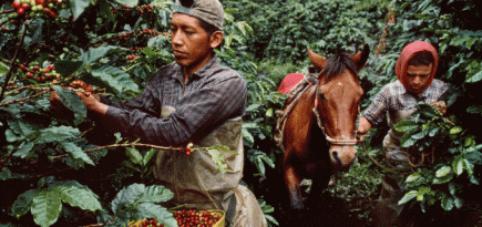 Эковдохновение от Lavazza: 3 шага на пути к устойчивому развитию