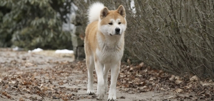 9 хороших фильмов и сериалов с собаками в главных ролях