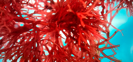 Что нужно знать о снежной водоросли — многофункциональном компоненте