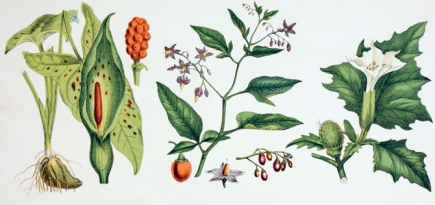 Как создавать популярные парфюмерные фланкеры