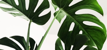 Спирт в косметике: плюсы и минусы