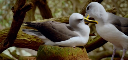 Пингвины и альбатросы стали героями нового клипа Джеймса Блейка «I'll Come Too»