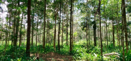 Часть дождевых лесов Амазонии может исчезнуть к 2064 году