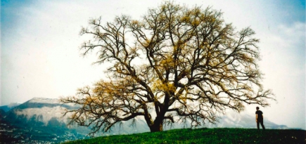 Фонд современного искусства Cartier запустил онлайн-версию выставки о деревьях