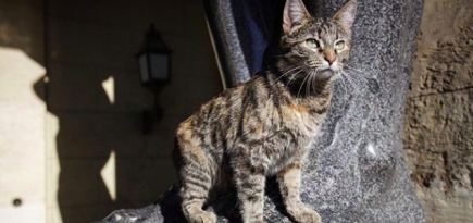 На сайте Эрмитажа можно понаблюдать за жизнью музейных котов