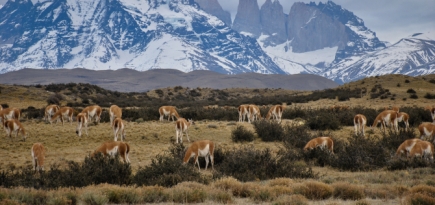 Власти Чили отменили карантин для привитых «Спутником V» россиян