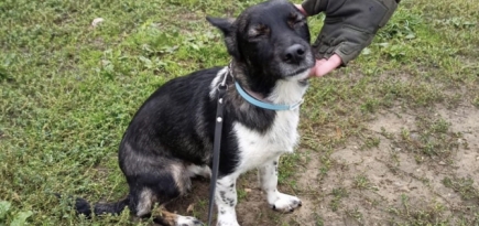 Потерявшаяся в аэропорту Домодедово собака найдена и ждет возвращения к хозяйке