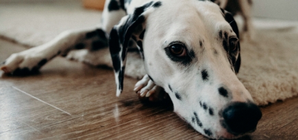 Ким Чен Ын назвал собак символом капиталистического разложения и запретил гражданам Северной Кореи их заводить