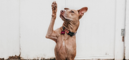 Оказалось, что собаки выявляют COVID-19 лучше экспресс-тестов