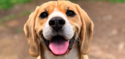 В Китае запустили проект по распознаванию собак с помощью отпечатков носа