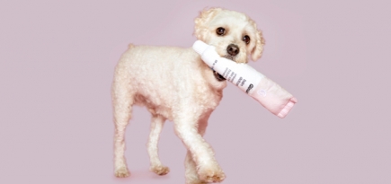 Glossier выпустил игрушки для собак в виде бьюти-средств