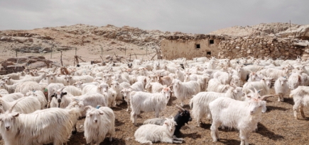 Loro Piana выпустил документальный фильм о кашемире