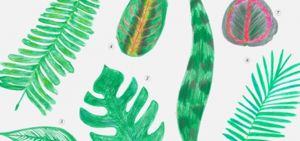 В «Цветном» пройдет маркет для любителей комнатных растений