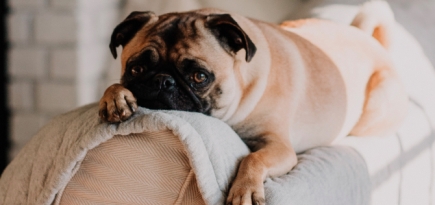 Ассоциация «Благополучие животных» и сайт Rrrrrrr запустили совместный проект о домашних питомцах