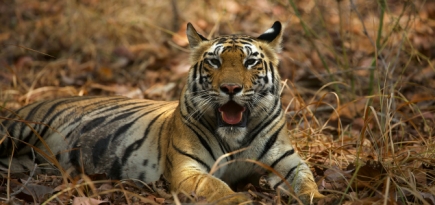 У тигрицы из нью-йоркского зоопарка обнаружен коронавирус