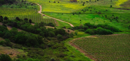 Винодел Олег Репин представил свой первый оранж из крымского винограда