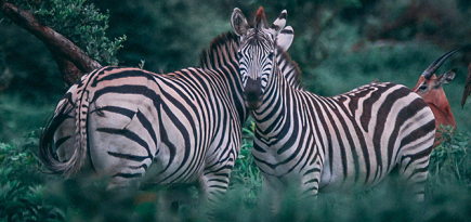 Kering разработала новые правила обращения с животными в индустрии моды