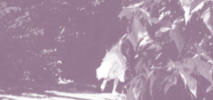 «Он создавал слова, которых не существовало, но которые звучали так, словно существовали всегда»: Ольга Хейфиц — о Льюисе Кэрролле, волшебнике и философе