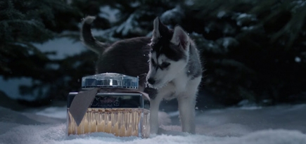 Маленькие хаски в заснеженном лесу: Chloé выпустил праздничное видео