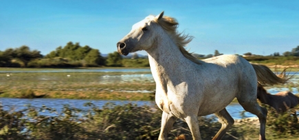 Жизнь в духе Камарга