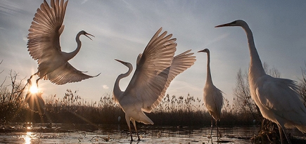 National Geographic назвал лучшего фотографа природы