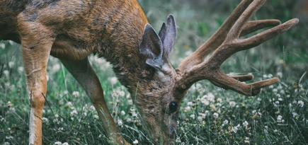 Natura Siberica отказалась от косметики из рогов оленей