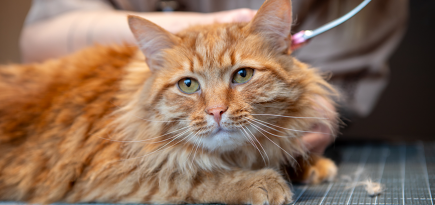 Vetcity устроил благотворительную акцию для животных из приютов