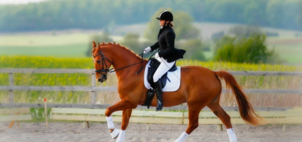 H&M запустил бренд одежды для конного спорта