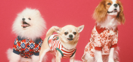 Gucci показал коллекцию одежды и аксессуаров для домашних питомцев