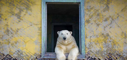 Российский фотограф Дмитрий Кох выиграл конкурс Wildlife Photographer of the Year