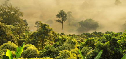 Леонардо Ди Каприо помог остановить вырубку африканского леса