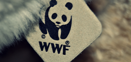 Власти Чукотки расторгли соглашение с WWF из-за «угрозы национальной безопасности»