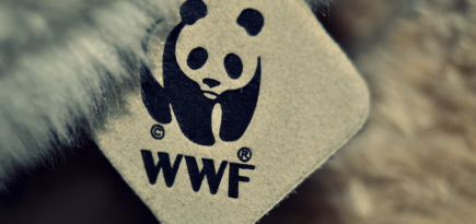 Власти Чукотки расторгли соглашение с WWF из-за «угрозы национальной безопасности»