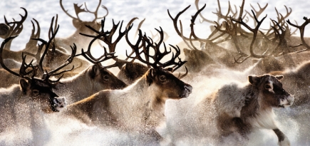 Дикая природа: осенне-зимняя кампания Ralph Lauren