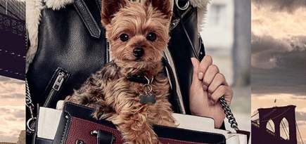 Новое лицо Coach — йоркширский терьер Миранды Керр