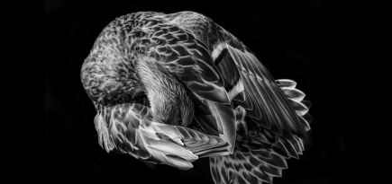 Объявлены финалисты конкурса Sony World Photography Awards