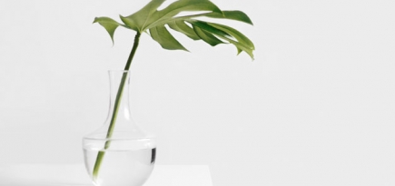 Что нужно знать об адаптогенах