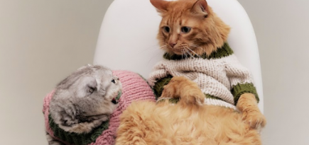 «Мурмуризм» выпустил коллекцию свитеров для кошек
