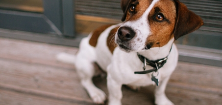 Вот компания какая: животные в московских офисах